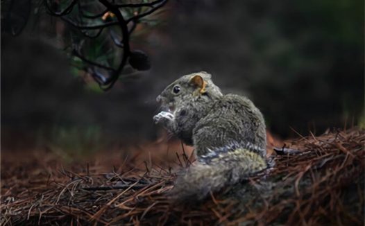 黄山松鼠身份信息
