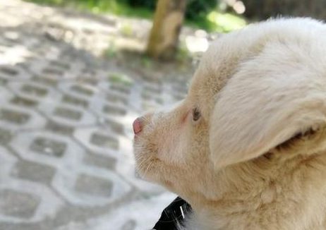 女生把狗狗丢弃在街道，小宝贝难能可贵追赶后，没预料到被主人家一脚踢走