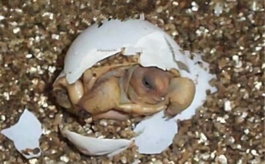 沙漠地鼠龟身份信息