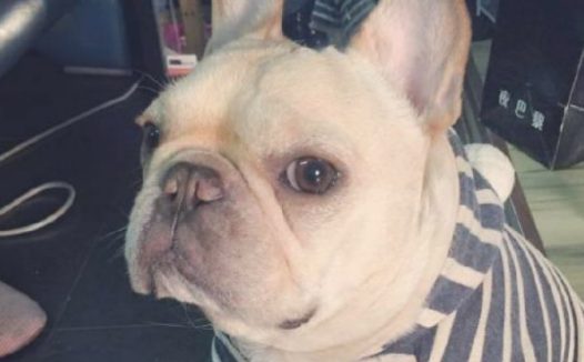 一些斗牛犬终究非凡，边上的小狗都震惊，你咋不上天呢？