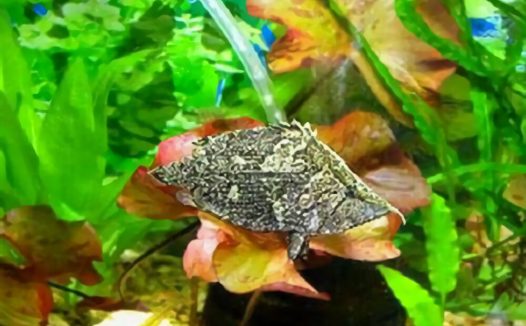 叶形鱼身份信息