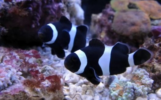 黑白公子小丑身份信息