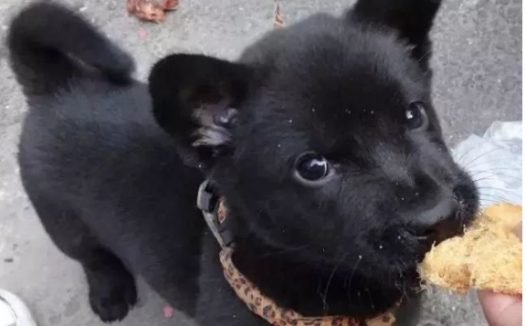 刚出生不久的小土狗,就在菜市场等待出售