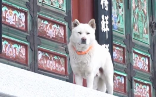 在寺庙吃斋念佛的狗子，偷偷下山4年，还干了这些事…