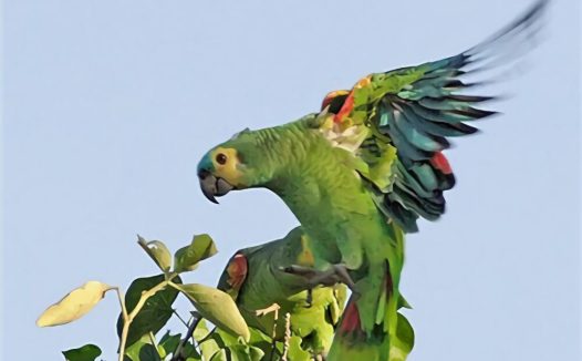 蓝顶亚马逊鹦鹉身份信息
