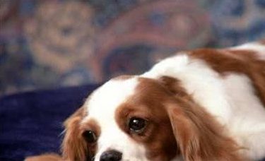 怎么防止狗狗走失,又怎么去找丢失的狗,给养狗的人支招了