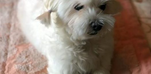 头戴小花的宠物狗,被主人丢在深山,害怕到发抖仍不愿离开