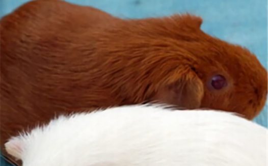斯兰德天竺鼠身份信息