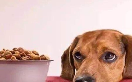 狗不吃狗粮难以获取营养，宠物营养膏给予所需营养