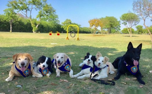 搜救犬突患大病,需捐血和手术费,消息发出后竟一天就凑够