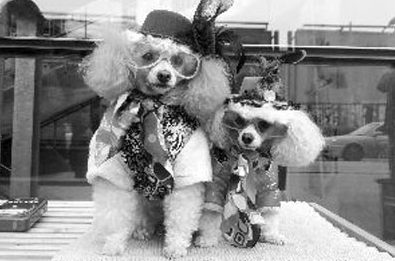 “模特范”狗狗母女 吸引犬迷的围观拍照