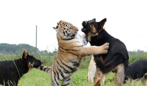 为激发老虎的兽性，饲养员将土狗关进去，隔天去看时：太辣眼睛了！