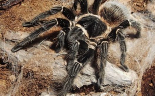 巴伊亚猩红食鸟身份信息