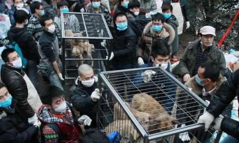 “狗肉大王”樊宪涛:一年屠宰20万只狗,狗肉生意遍布全国