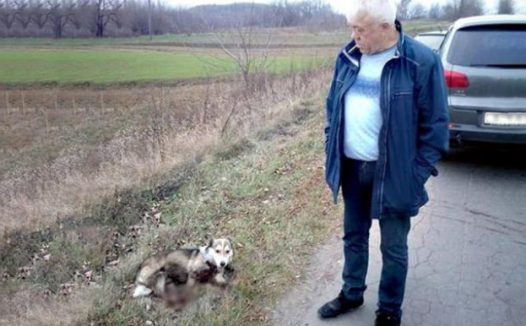 为惩罚狗狗咬人,主人用车拖拽狗狗数公里,整条马路血迹斑斑