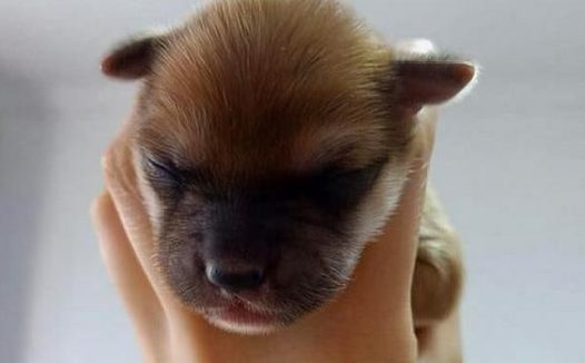 女生捡回来一只小奶狗,家里的小狗见到后却那样做,她一瞬间后悔了!