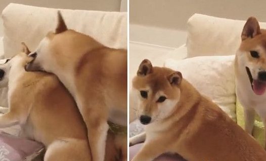 日本柴犬兄弟超级爱打架 妈妈狮哄秒变乖宝宝