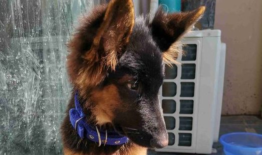 网民沒有時间陪德牧，它只有自身家里，狗：都不愿看到主人家