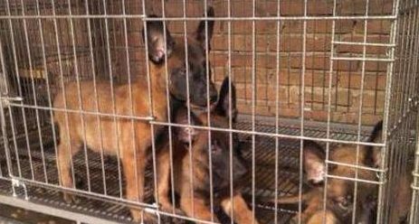 墨尔本一养狗场遭突查 上百只小狗被解救