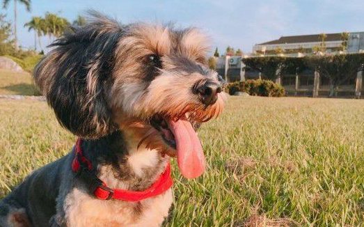 萌狗凭撒娇功夫征服全家 外婆失智只担心狗吃饭没