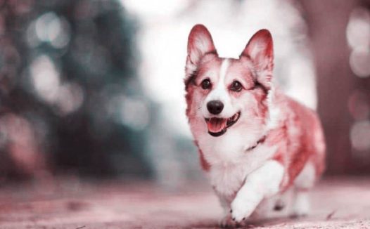 狗狗忽然倒在卧房，一动不动，最终主人家才发觉，竟然自身害了它！