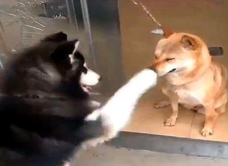 二哈想经验教训刚来的小土狗阿黄,3分钟后二哈哭着逃回家了,街房们捧腹大笑