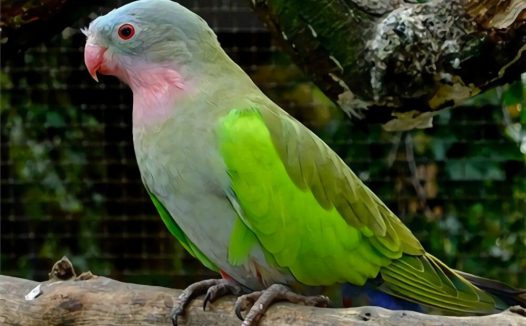 公主鹦鹉身份信息