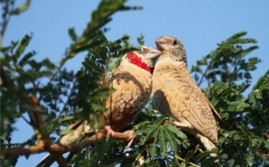 环喉雀身份信息