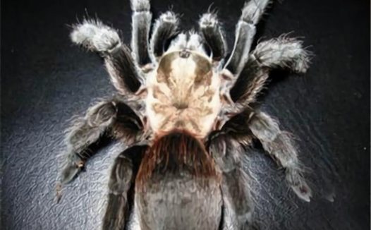 德克萨斯棕食鸟身份信息