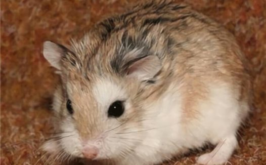 黑线仓鼠身份信息