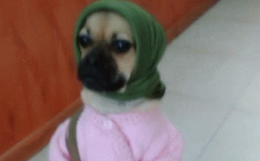 女主盛行给狗狗穿着打扮,穿着粉衣戴着绿巾,摇身一变沦落农家女