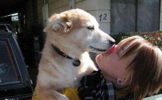 当狗有哪些行为时,是把自己当人看了?