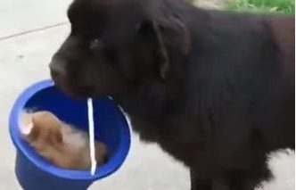 狗狗叼着一个桶离家出走，主人找半天，当看清桶里东西时不淡定了