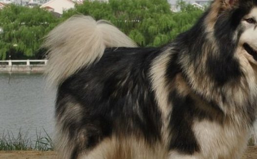 一只大型犬被吉娃娃吓哭，模样十分委屈，主人却忍不住笑了