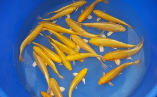 黄金锦鲤身份信息