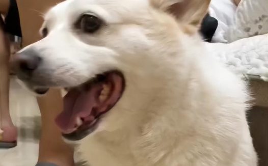 狗子为骗吃骗喝装瘸，被抓包时一脸尴尬，网友：奥斯卡影狗