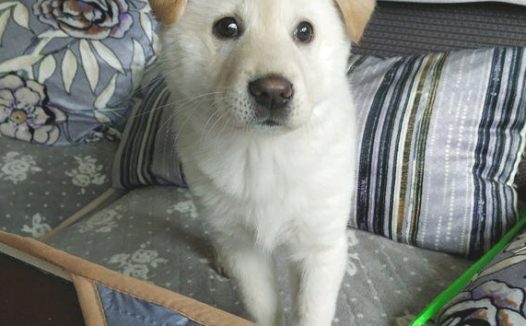 流浪狗想去店讨食儿吃，却被老板一脚踢开，女生见到后冲锋在前