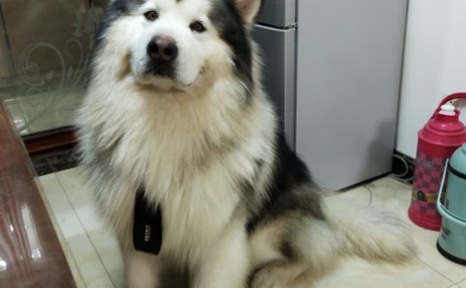 “胖儿子”很馋肉,要是闻到有肉味也不吃狗粮,它务必要吃