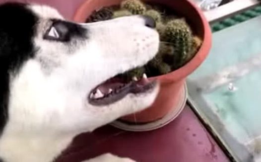 二哈趴到仙人球周围，主人家好奇心没以往打搅，下一步使他笑到失音