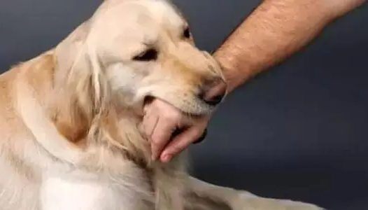 狗狗咬伤不要慌,狂犬疫苗接种小常识