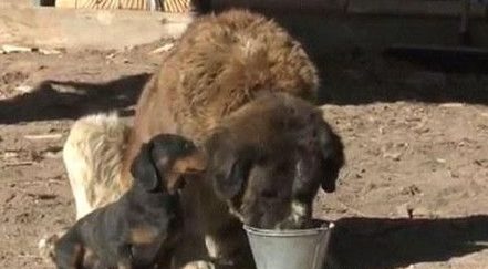 小腊肠救了比自己体型大10倍的圣伯纳犬