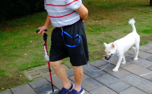 宠物狗路灯旁撒尿触电死亡,主人向物业索赔5万!网友吵翻