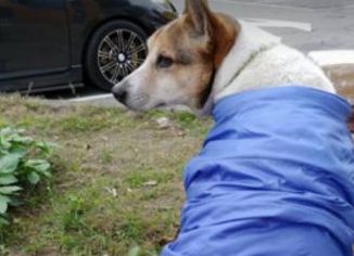 狗狗遭弃想追回主人却被撞成跛脚,如今有阴影