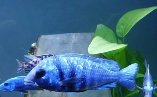 蓝宝石鱼身份信息