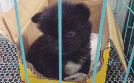 小奶狗不容易横穿马路急得手忙脚乱，女生抱在怀中后，中途被隔壁邻居瞧不起