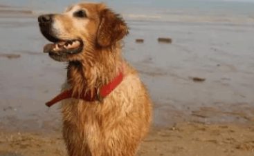 狗狗发现海里有东西，突然跳进水里吓到游客