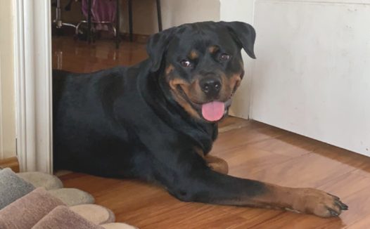 罗威纳总想去卧房，网民却坚持不懈不许，狗：有啥见不可狗的？