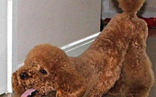 女子常与宠物狗睡一张床 眼中捉出两条活虫