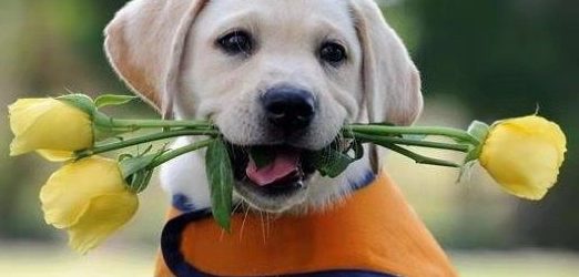 狗狗死了还能克隆吗?宠物死亡多久还能克隆?