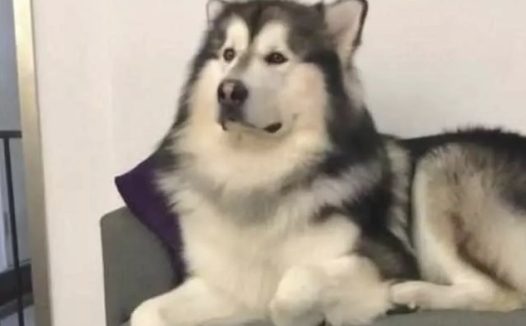 一百多斤大狗被吉娃娃吼，哭的像小孩子，主人哄到一半笑出眼泪说话